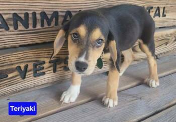 Teriyaki -  Beagle and Mixed Breed Dog for Adoption in Saint Clairsville, Ohio - Teriyaki | PetCurious
