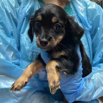 Milk Stout -  Chihuahua and Mixed Breed Dog for Adoption in Merriam, Kansas - Milk Stout | PetCurious