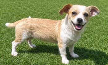 LULU -  Chihuahua Dog for Adoption in Dallas, Texas - LULU | PetCurious