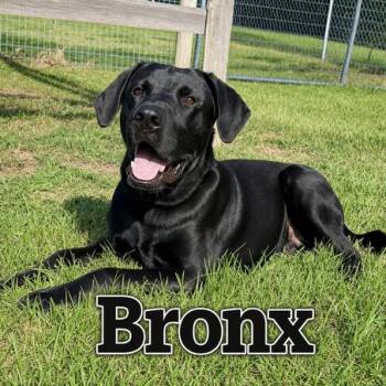 Labrador Retriever and Mixed Breed Dogs Available for Adoption in Matteson, Illinois - Bronx | PetCurious