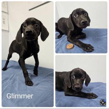 Glimmer -  Pointer and Mixed Breed Dog for Adoption in Baton Rouge, Louisiana - Glimmer | PetCurious