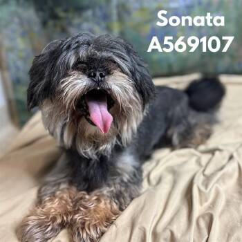 SONATA -  Shih Tzu Dog for Adoption - SONATA | PetCurious