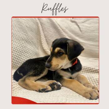 Doberman Pinscher and Mixed Breed Dogs Available for Adoption - RUFFLES | PetCurious