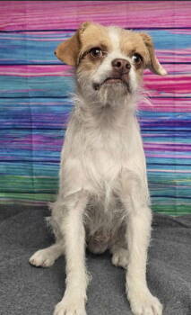 Rescue Brussels Griffon Dogs for Adoption in Denver, Colorado - Rebel #3 | PetCurious