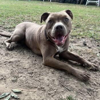 Mochi -  Pit Bull Terrier Dog for Adoption in Queen City, Texas - Mochi | PetCurious