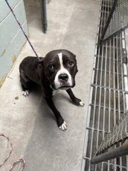 Rescue Pit Bull Terrier Dogs for Adoption in Stockton, California - ICHABOD | PetCurious