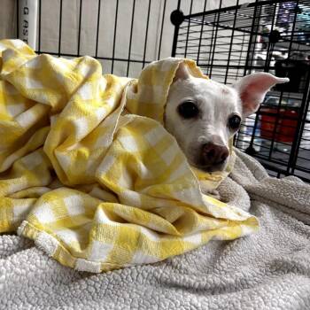 Chihuahua Dogs Available for Adoption - Leeza Mae | PetCurious