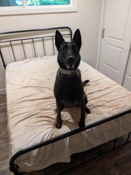 Belgian Shepherd Malinois Dogs Available for Adoption in San Diego, California - Dakota | PetCurious
