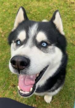 FATBOY -  Siberian Husky Dog for Adoption in Camarillo, California - FATBOY | PetCurious
