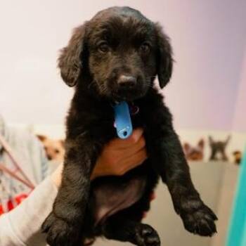 Dutch Shepherd Dogs Available for Adoption - Putney | PetCurious