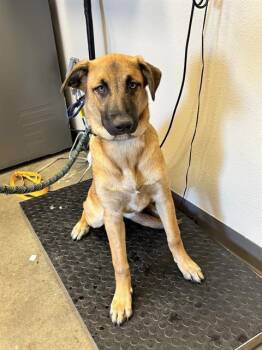 Rescue German Shepherd Dog and Mixed Breed Dogs for Adoption in Ontario, California - KIT | PetCurious