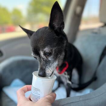 Ebbi -  Chihuahua Dog for Adoption in Carrollton, Texas - Ebbi | PetCurious