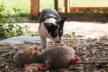 Husky Dogs Available for Adoption in Magnolia, Texas - Padme | PetCurious