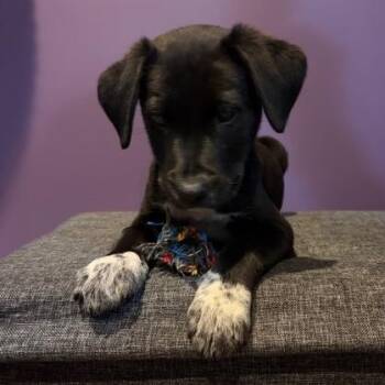 Labrador Retriever Dogs Available for Adoption in Brookeville, Maryland - Ash | PetCurious