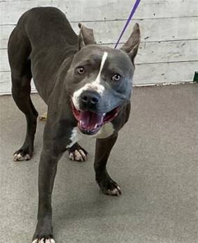 Pit Bull Terrier Dogs Available for Adoption - FRANKLIN | PetCurious