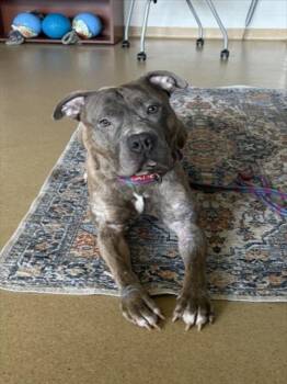 SASKE -  Pit Bull Terrier and Mixed Breed Dog for Adoption in Derwood, Maryland - SASKE | PetCurious