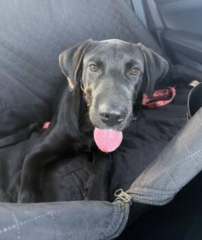 Finley -  Black Labrador Retriever Dog for Adoption in Hopkinton, Massachusetts - Finley | PetCurious