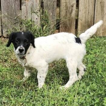 Darla -  Spaniel Dog for Adoption in Greensboro, North Carolina - Darla | PetCurious