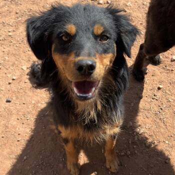 Grain Free -  Mixed Breed Dog for Adoption in Moab, Utah - Grain Free | PetCurious
