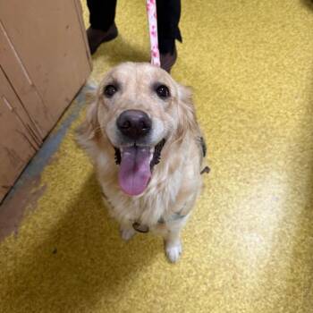 Chela -  Golden Retriever Dog for Adoption in Wahiawa, Hawaii - Chela | PetCurious