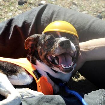 Dillian -  Feist Dog for Adoption in Columbia, South Carolina - Dillian | PetCurious