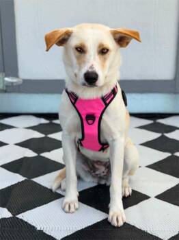 Labrador Retriever Dogs Available for Adoption in Savage, Minnesota - Taytum | PetCurious