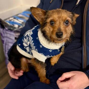 Yorkshire Terrier and Mixed Breed Dogs Available for Adoption - Wilma | PetCurious