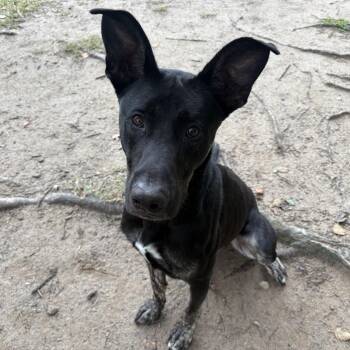 Rescue Shepherd and Husky Dogs for Adoption in Saluda, Virginia - Harley | PetCurious