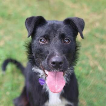 TIANA -  Terrier and Collie Dog for Adoption in San Antonio, Texas - TIANA | PetCurious
