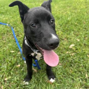 Rescue Black Labrador Retriever and American Staffordshire Terrier Dogs for Adoption in Liverpool, Texas - Keebler | PetCurious