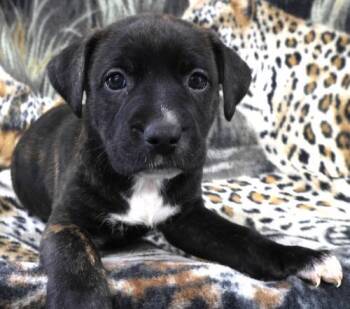 Labrador Retriever and Pit Bull Terrier Dogs Available for Adoption in Thief River Falls, Minnesota - Olive | PetCurious