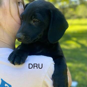 Labrador Retriever and Mixed Breed Dogs Available for Adoption in Blairstown, New Jersey - Dru | PetCurious