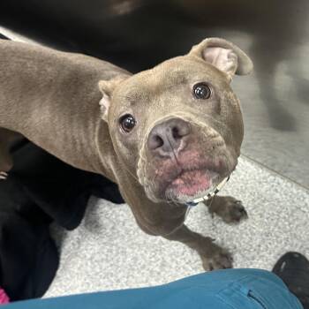 Rina -  American Staffordshire Terrier Dog for Adoption in Grand Rapids, Michigan - Rina | PetCurious