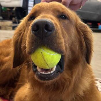 Donowitz -  Golden Retriever Dog for Adoption in Nashville, Indiana - Donowitz | PetCurious