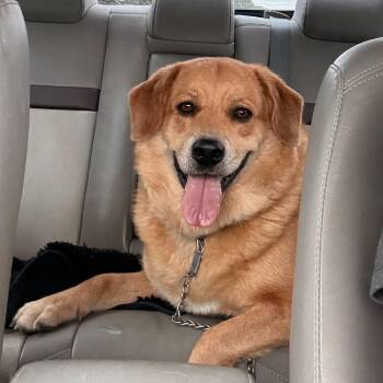 Golden Retriever Dogs Available for Adoption in Pacific, Missouri - Goldie | PetCurious