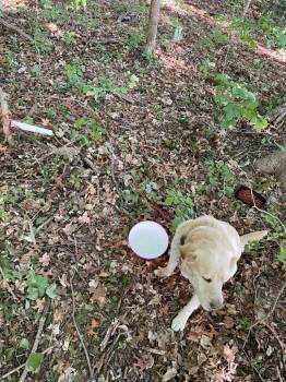Labrador Retriever Dogs Available for Adoption in Clarksville, Tennessee - Buddy | PetCurious