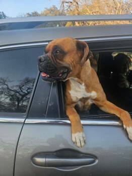 Boxer Dogs Available for Adoption in Hewitt, Texas - Penleigh | PetCurious