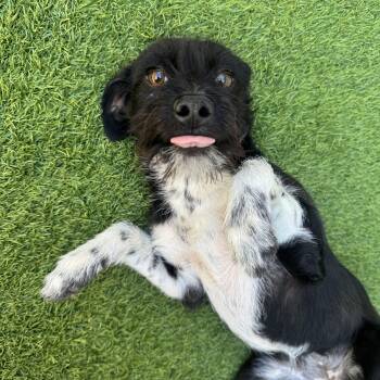 Mixed Breed Dogs Available for Adoption in Las Vegas, Nevada - Foxy | PetCurious
