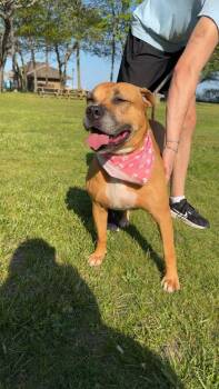 Labrador Retriever Dogs Available for Adoption in Bayport, New York - Trixie | PetCurious