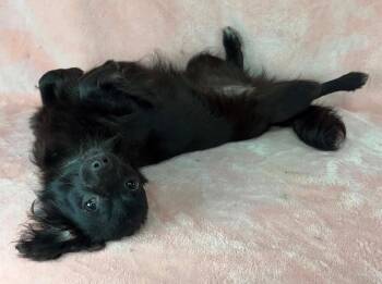 Chihuahua and Dachshund Dogs Available for Adoption in New York, New York - Amanda | PetCurious