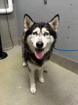 German Shepherd Dog and Siberian Husky Dogs Available for Adoption - CHULA | PetCurious