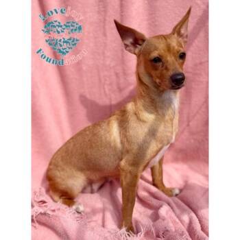 Sassy -  Chiweenie Dog for Adoption in Inglewood, California - Sassy | PetCurious