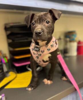 American Staffordshire Terrier and Mixed Breed Dogs Available for Adoption - Rose | PetCurious