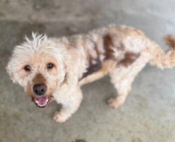 Poodle and Goldendoodle Dogs Available for Adoption in Rochester, Indiana - ANNIE | PetCurious