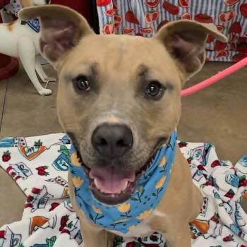 Trey -  Pit Bull Terrier Dog for Adoption in Enterprise, Alabama - Trey | PetCurious