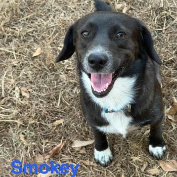 Smokey -  Labrador Retriever and Mixed Breed Dog for Adoption in Hackett, Arkansas - Smokey | PetCurious