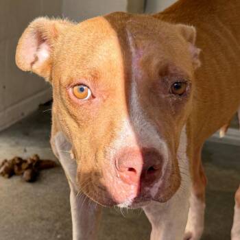 Sandra -  Pit Bull Terrier Dog for Adoption in Jacksonville, Arkansas - Sandra | PetCurious