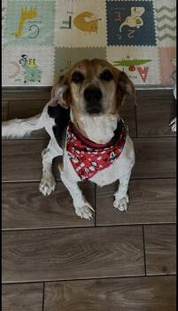 Maze -  Beagle Dog for Adoption in El Mirage, Arizona - Maze | PetCurious