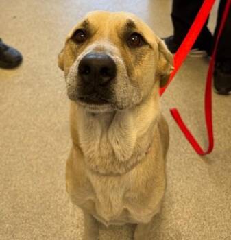 TOOTSIE -  Labrador Retriever Dog for Adoption in Alameda, California - TOOTSIE | PetCurious