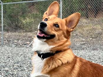 Arlo -  Corgi Dog for Adoption in Republic, Washington - Arlo | PetCurious